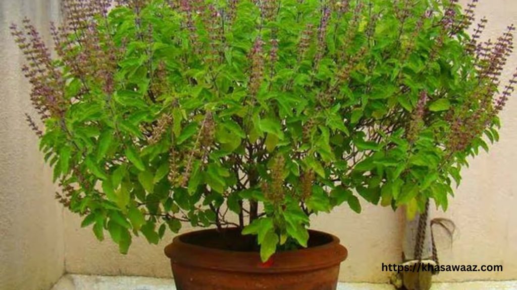 Benefits of basil leaves: इम्यूनिटी बढ़ाने से लेकर शुगर कंट्रोल तक