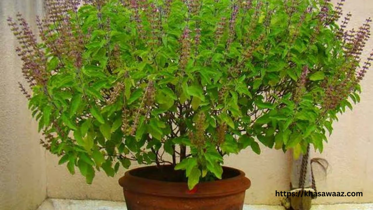 Benefits of basil leaves: इम्यूनिटी बढ़ाने से लेकर शुगर कंट्रोल तक