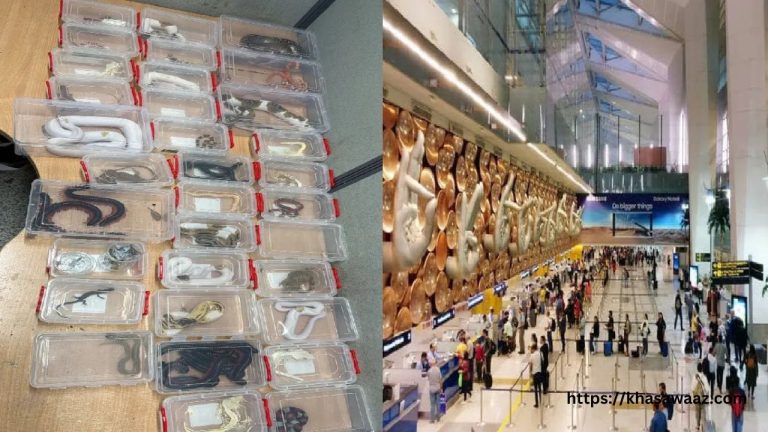 Delhi Airport पर कस्टम्स विभाग की बड़ी कार्रवाई, तीन भारतीय नागरिकों से जब्त किए गए दुर्लभ प्रजाति के जानवर