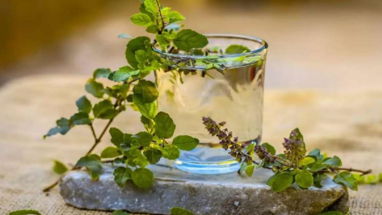 Tulsi water के अद्भुत फायदे, जानें कैसे यह आपके स्वास्थ्य को बना सकता है बेहतर!