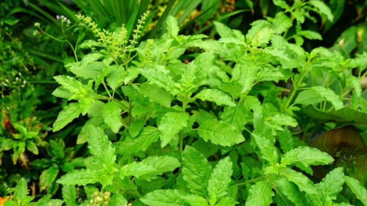 Benefits of basil leaves: इम्यूनिटी बढ़ाने से लेकर शुगर कंट्रोल तक