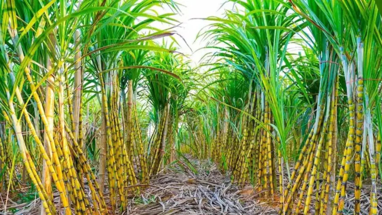 UP News: योगी सरकार का बड़ा तोहफा! गन्ना किसानों के लिए 400 रुपये क्विंटल का नया रेट तय