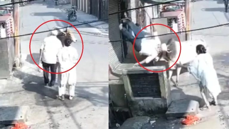 सड़क पार करते बुजुर्ग पर टूटा मौत का कहर, मुरादाबाद में सांड का कहर CCTV में कैद